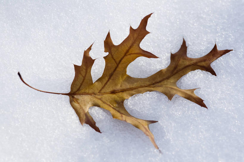 无人,横图,室外,特写,白天,留白,雪,植物,静物,叶子,英国,冬天,褐色,一个,白色,寒冷,摄影,落下,单个,橡树,橡树叶,彩图
