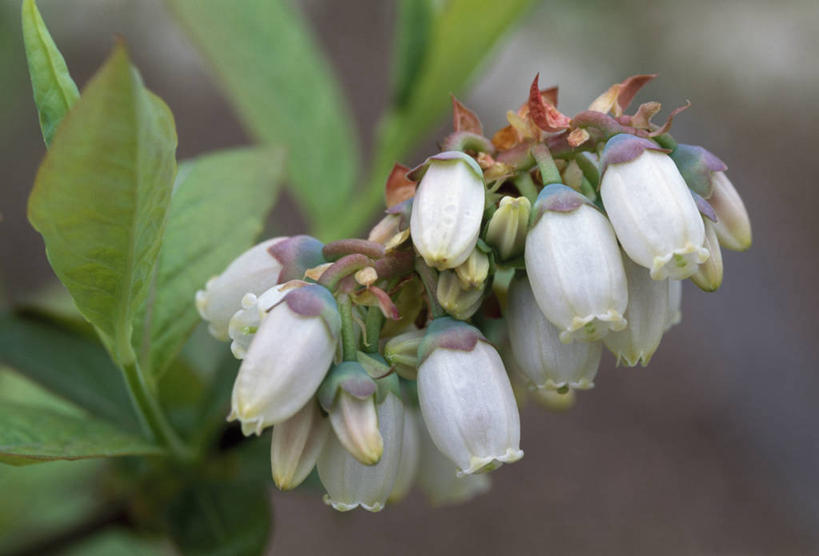无人,横图,室外,特写,白天,留白,植物,蓝莓,英国,饮食,花,花瓣,白色,春天,摄影,清新,彩图,对焦