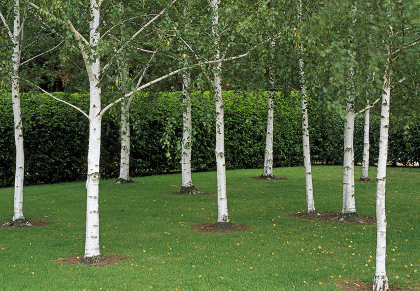 无人,横图,室外,白天,留白,草坪,植物,白桦树,叶子,英国,树皮,草,树,树干,绿色,白色,摄影,白桦,灌木,反差,树篱,彩图