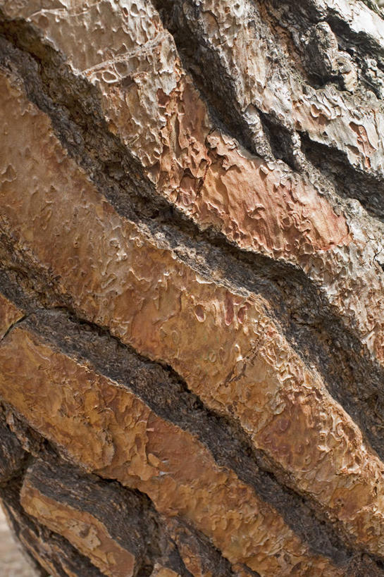 无人,竖图,室外,特写,白天,留白,植物,松树,英国,粗糙,褐色,树皮,树,树干,摄影,毛糙,坚定,肌理,长寿,贞洁,松木,伞松,式样,彩图,全画面,全框架,全帧,全画幅,粗拙,防火树,金松,对焦