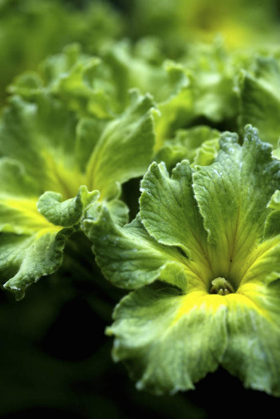 无人,竖图,室外,特写,白天,留白,植物,英国,花,花瓣,黄色,绿色,春天,摄影,清新,柔焦,樱草花,彩图,对焦