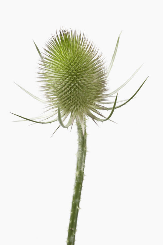 无人,竖图,特写,留白,美景,植物,锐利,盛开,景观,种子,野花,花蕾,花,花瓣,花朵,鲜花,一朵,绿色,自然,花苞,花蕊,景色,摄影,影棚,锋利,尖锐,清新,荆棘,自然风光,摄影棚,起绒草,苍白,彩图,影棚拍摄,拍摄,对焦