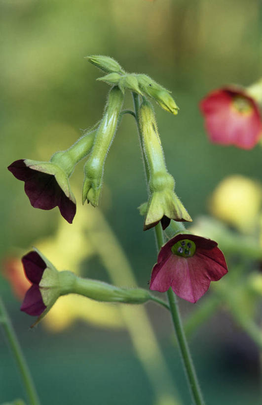 无人,竖图,彩色,室外,特写,白天,留白,植物,英国,花坛,小号,花,花瓣,红色,绿色,夏天,摄影,五颜六色,色彩斑斓,清新,五彩缤纷,五彩斑斓,五光十色,花烟草,烟草,彩图,对焦