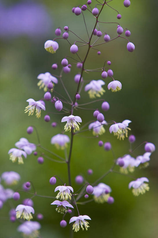 无人,竖图,室外,特写,白天,留白,美景,植物,景观,花,花瓣,粉色,紫色,白色,自然,夏天,景色,摄影,清新,自然风光,柔焦,彩图,唐松草,对焦,多年生植物