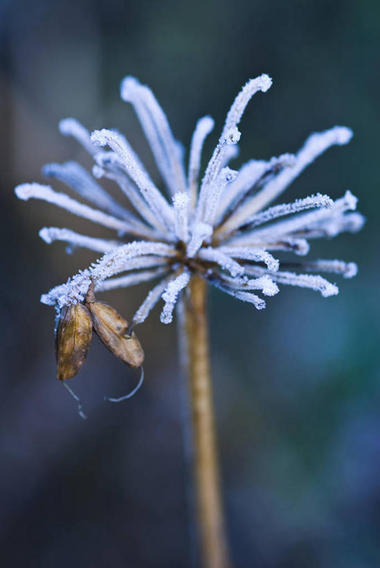 无人,竖图,室外,特写,白天,留白,植物,冰,冬天,霜,白色,干花,寒冷,摄影,非洲百合,清新,柔焦,秋天,彩图,对焦,多年生植物