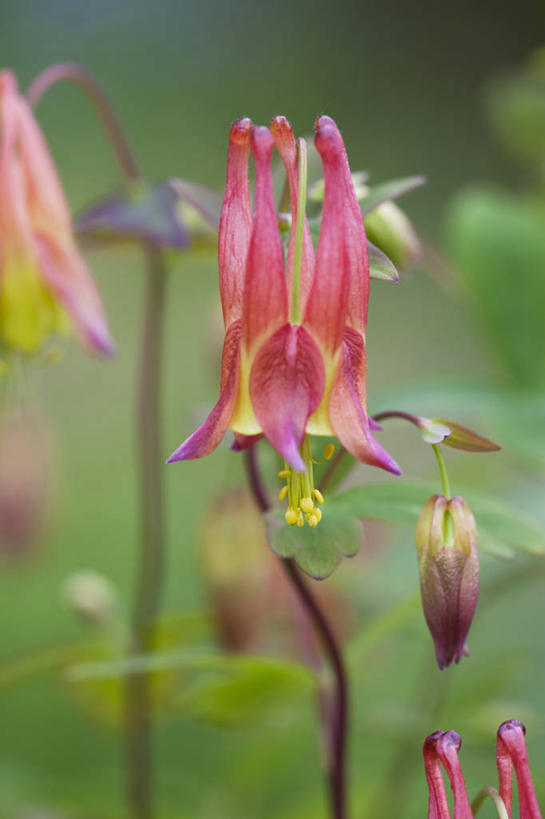 无人,竖图,室外,特写,白天,留白,美景,植物,景观,花,花瓣,粉色,黄色,红色,自然,春天,夏天,景色,摄影,清新,自然风光,柔焦,耧斗菜,彩图,多年生植物