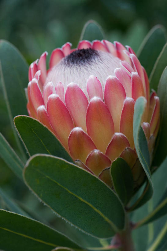 无人,竖图,室外,特写,白天,留白,美景,植物,叶子,葡萄牙,盛开,景观,花蕾,花,花瓣,花朵,鲜花,一朵,粉色,自然,花苞,花蕊,景色,摄影,灌木,清新,自然风光,常绿树,马德拉,大西洋群岛,彩图,对焦