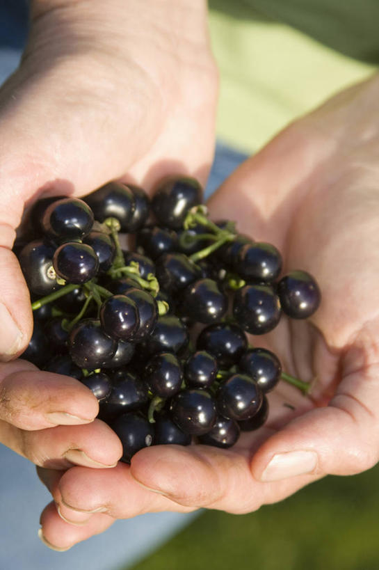 西方人,成年人,手,一个人,竖图,室外,特写,白天,留白,农业,农作物,美景,植物,浆果,水果,日光,欧洲,欧洲人,仅一个女性,一把,朦胧,模糊,景观,园艺,食品,饮品,拿着,饮食,食物,饮料,黑色,自然,景色,人体,摄影,生活方式,可口,自然风光,选择,越橘,适口,女人,白种人,捧着,彩图,对焦