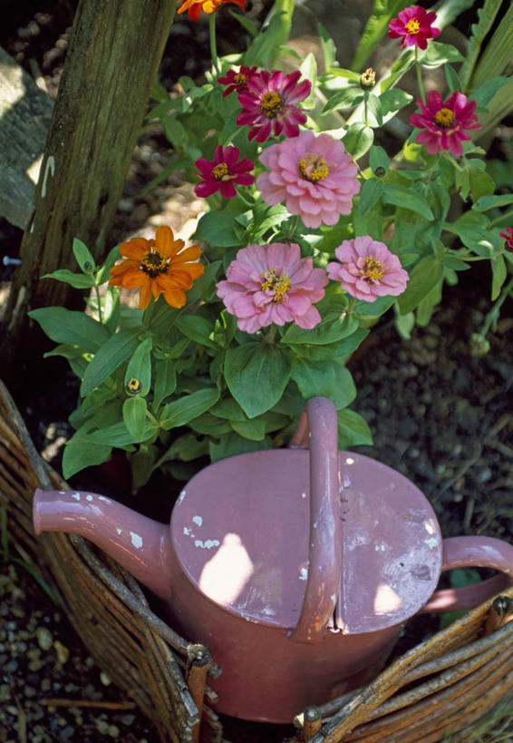 无人,竖图,俯视,室外,白天,美景,植物,静物,金属,花坛,喷壶,景观,园艺,鱼尾菊,设备,床上用品,物品,花,花瓣,粉色,自然,夏天,橙色,景色,摄影,自然风光,彩图,高角度拍摄