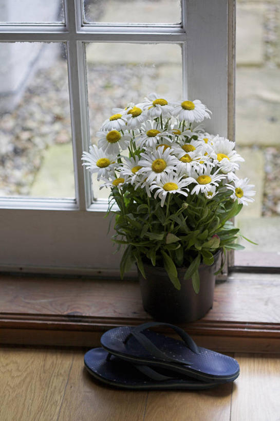 无人,竖图,室内,特写,白天,留白,凉鞋,美景,植物,窗户,门,静物,鞋子,花盆,景观,一对,花,三个,白色,自然,夏天,景色,摄影,生活方式,自然风光,大滨菊,彩图,夹趾拖鞋,人字拖,人字拖鞋,对焦