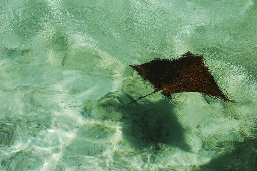 游泳,无人,横图,室外,特写,水下,海洋,水,野生动物,阴影,图像,鱼类,自然,动物,摄影,主题,魟,构图,彩图,时空,脊椎动物亚门