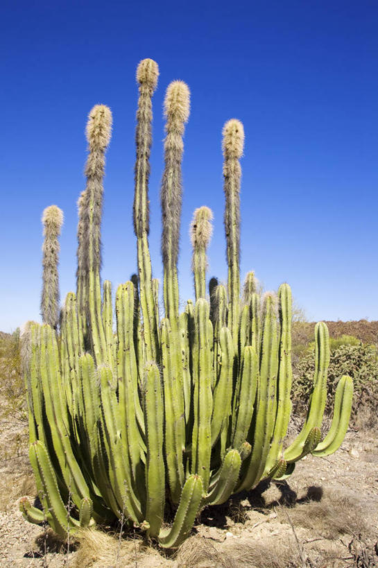 无人,竖图,室外,白天,正面,草地,草坪,美景,植物,仙人掌,墨西哥,阴影,光线,火焰,影子,景观,草药,中药,草,蓝色,绿色,蓝天,天空,阳光,自然,天,景色,晴朗,北美,北美洲,自然风光,美洲,药材,中草药,中药材,本草,万里无云,牛舌头,北亚美利加洲,亚美利加洲,墨西哥合众国,仙人掌王国,南下加利福尼亚,南下加利福尼亚州,晴空,晴空万里,玉芙蓉,仙巴掌,火掌,霸王树,彩图