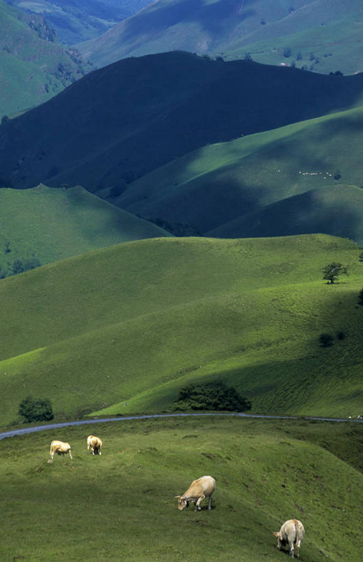 无人,站,吃,竖图,俯视,室外,白天,草地,草坪,美景,山,山脉,树林,植物,牛,法国,欧洲,四只,阴影,光线,影子,景观,山峰,山峦,注视,草,树,树木,绿色,阳光,自然,动物,群山,低头,观察,看,站着,家畜,景色,牲畜,生长,成长,观看,察看,西欧,关注,法兰西,自然风光,法兰西共和国,阿基坦,法兰西第五共和国,垂头,亚魁当,阿基坦大区,嚼,食,站立,彩图,高角度拍摄,全身,比利牛斯.大西洋省