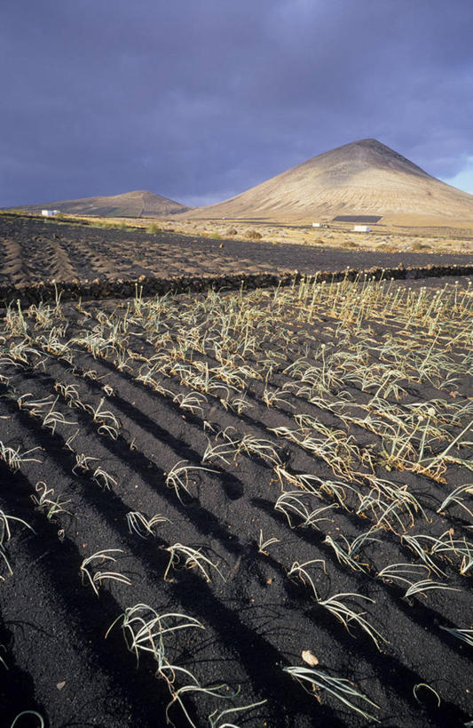 无人,农田,竖图,室外,白天,正面,旅游,度假,庄稼,农作物,美景,山,山脉,蔬菜,洋葱,西班牙,非洲,新鲜,景观,山峰,乌云,云,阴天,云朵,食品,山峦,云彩,娱乐,食物,天空,自然,群山,天,享受,休闲,景色,放松,有机食品,绿色食品,昏暗,阴沉,加纳利群岛,自然风光,玉葱,加那利群岛,西班牙王国,阿非利加洲,海外领地,拉斯帕尔马斯省,兰萨罗特岛,荷兰葱,圆葱,洋葱头,球葱,葱头,彩图,耕地,庄稼田,特吉塞