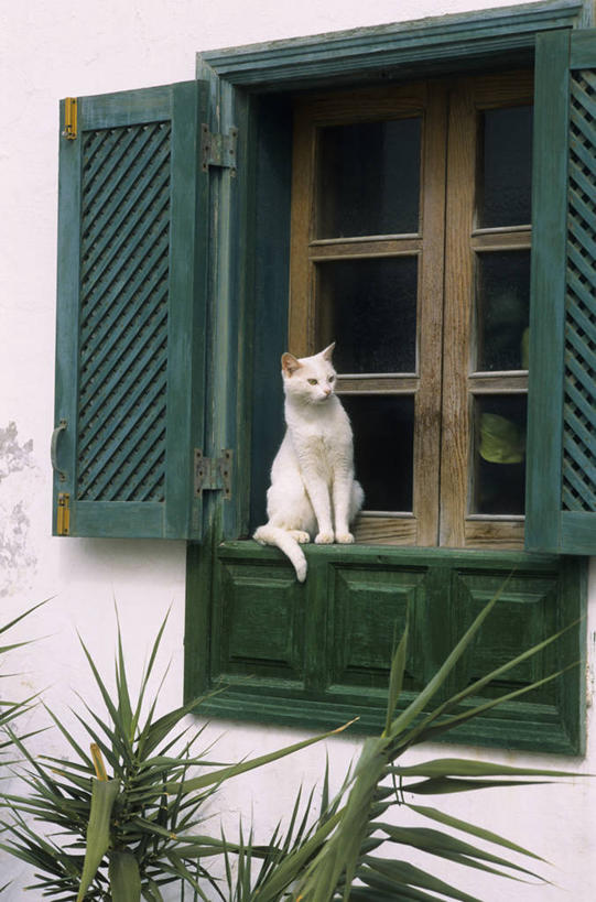 无人,家,坐,竖图,室外,白天,正面,植物,窗户,宠物,猫,西班牙,非洲,阴影,光线,盆栽,影子,百叶窗,房屋,墙,屋子,公寓,盆景,注视,洋房,楼房,墙壁,墙面,住宅,一只,绿色,白色,阳光,自然,动物,观察,看,可爱,生长,成长,观看,察看,加纳利群岛,关注,加那利群岛,猫咪,西班牙王国,阿非利加洲,海外领地,拉斯帕尔马斯省,兰萨罗特岛,坐着,彩图,全身,房子,特吉塞