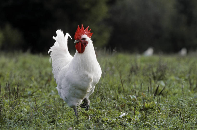 无人,站,横图,室外,白天,正面,草地,草坪,美景,树林,植物,鸡,法国,欧洲,阴影,朦胧,模糊,光线,影子,景观,注视,家禽,草,树,树木,一只,绿色,阳光,自然,动物,观察,看,站着,景色,牲畜,生长,成长,观看,察看,勃艮第,西欧,关注,法兰西,自然风光,法兰西共和国,法兰西第五共和国,勃艮第大区,索恩.卢瓦尔省,站立,彩图,全身,卢昂,布雷斯鸡