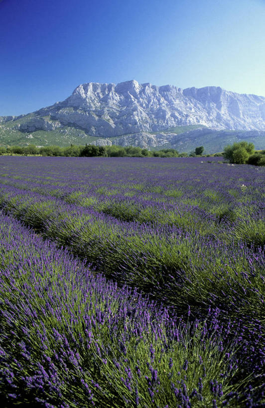 无人,竖图,室外,白天,正面,爱情,旅游,度假,花海,花圃,石头,美景,山,山脉,植物,叶子,法国,欧洲,阴影,盛开,光线,石子,影子,景观,山峰,山峦,浪漫,花蕾,娱乐,花,花瓣,花朵,花卉,鲜花,蓝色,绿色,紫色,蓝天,天空,阳光,自然,香草,花丛,花束,花田,群山,天,花苞,花蕊,薰衣草,享受,休闲,景色,放松,晴朗,西欧,法兰西,自然风光,呼吸,万里无云,法兰西共和国,灵香草,黄香草,法兰西第五共和国,奇迹,普罗旺斯.阿尔卑斯.蓝色海岸,普罗旺斯.阿尔卑斯.蓝色海岸大区,罗讷河口省,罗讷河口,石块,岩石,晴空,晴空万里,彩图,莱斯佩尼斯米拉波