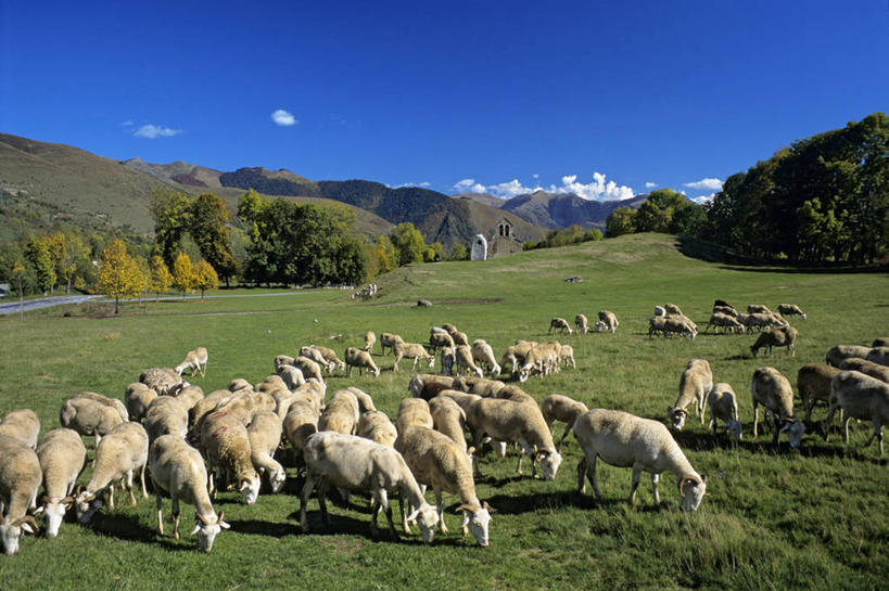 无人,农场,站,横图,室外,白天,正面,旅游,度假,畜牧业,牧场,草地,草坪,美景,山,山脉,树林,植物,羊,法国,欧洲,一群,许多,阴影,光线,影子,景观,山峰,云,云朵,山峦,很多,云彩,娱乐,草,树,树木,蓝色,绿色,白云,蓝天,天空,阳光,自然,动物,群山,天,站着,享受,休闲,家畜,景色,放松,牲畜,生长,晴朗,成长,西欧,法兰西,自然风光,畜牧,法兰西共和国,牧业,法兰西第五共和国,南部.比利牛斯,南部.比利牛斯大区,上加龙,上加龙省,晴空,绵羊,站立,半身,彩图