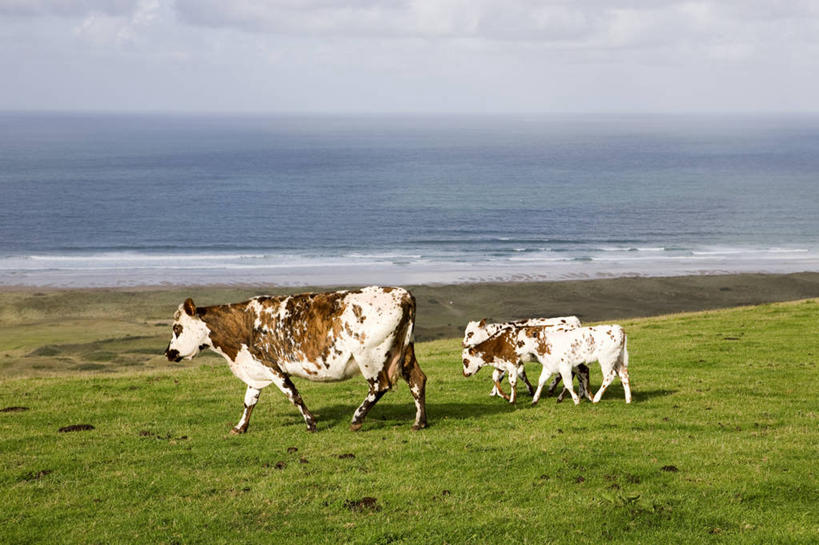 无人,农场,走,横图,室外,白天,侧面,旅游,度假,畜牧业,牧场,草地,草坪,海浪,海洋,美景,沙滩,植物,牛,法国,欧洲,阴影,光线,沙子,影子,海岸,景观,浪花,水平线,云,云朵,辽阔,海平线,沙地,云彩,娱乐,草,蓝色,绿色,白云,蓝天,天空,阳光,自然,海水,动物,天,享受,休闲,广阔,家畜,景色,放松,四头,牲畜,晴朗,一望无际,西欧,法兰西,自然风光,海景,畜牧,法兰西共和国,牧业,法兰西第五共和国,无边无际,一马平川,下诺曼底,下诺曼底大区,芒什省,大海,风浪,海,海水的波动,海滩,近岸浪,涌浪,晴空,步行,散步,走路,彩图,全身,水天相接,水天一线,科唐坦半岛