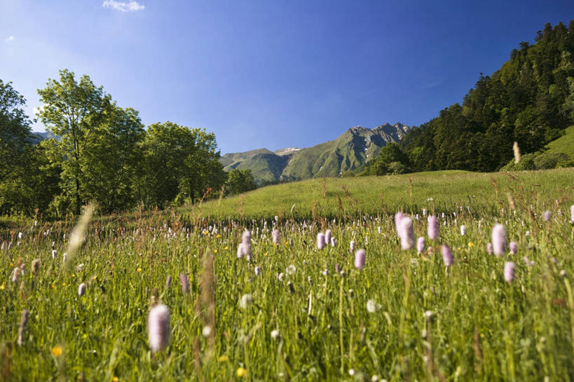 无人,横图,室外,白天,正面,旅游,度假,草地,草坪,花海,花圃,美景,山,山脉,树林,植物,叶子,法国,欧洲,阴影,盛开,光线,影子,景观,山峰,云,云朵,山峦,花蕾,云彩,娱乐,草,花,花瓣,花朵,花卉,鲜花,树,树木,蓝色,绿色,白云,蓝天,天空,阳光,自然,花丛,花束,花田,群山,天,花苞,花蕊,享受,休闲,景色,放松,生长,晴朗,成长,西欧,法兰西,自然风光,法兰西共和国,法兰西第五共和国,奥弗涅,奥弗涅大区,晴空,彩图,多姆山省