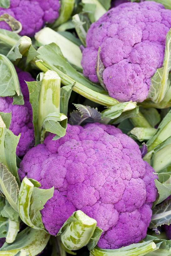 无人,竖图,室外,特写,白天,正面,蔬菜,阴影,新鲜,光线,影子,花菜,花椰菜,食品,菜花,食物,紫色,阳光,有机食品,绿色食品,椰菜花,彩图