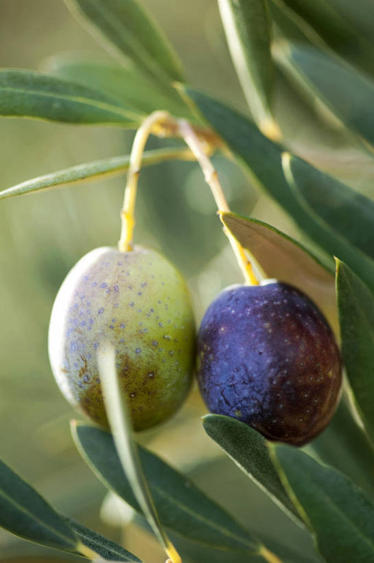 无人,竖图,室外,特写,白天,正面,美景,植物,橄榄,水果,叶子,阴影,朦胧,模糊,新鲜,光线,影子,景观,生食,食品,果实,绿叶,枝条,两颗,树,树木,树枝,食物,绿色,阳光,自然,嫩叶,景色,有机食品,绿色食品,生长,成长,黑橄榄,自然风光,乌橄榄,乌榄,橄榄树,齐墩果,油橄榄,虬枝,枝杈,叶,叶片,青果,白榄,彩图