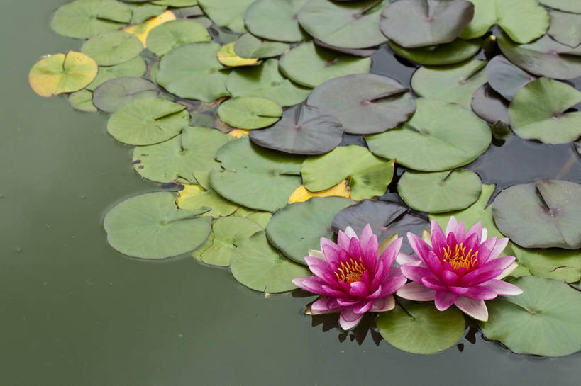 无人,横图,俯视,室外,白天,美景,睡莲,叶子,非洲,南非,盛开,池塘,景观,水池,荷叶,花蕾,花,花瓣,花朵,鲜花,两朵,粉色,倒影,自然,花苞,花蕊,景色,倒映,自然风光,纯真,妖艳,莲叶,水芹花,抒情,洁净,阿非利加洲,豪登省,南非共和国,反照,豪滕省,水洋花,小莲花,子午莲,叶,叶片,彩图,高角度拍摄