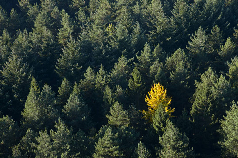 无人,横图,俯视,航拍,室外,白天,旅游,度假,美景,秋季,森林,树林,植物,叶子,法国,欧洲,阴影,光线,影子,景观,枯叶,落叶,娱乐,树,树木,绿色,阳光,自然,享受,休闲,景色,放松,茂密,茂盛,生长,成长,西欧,鸟瞰,法兰西,自然风光,法兰西共和国,法兰西第五共和国,上诺曼底,上诺曼底大区,叶,叶片,秋,秋天,彩图,高角度拍摄,厄尔省,韦尔农