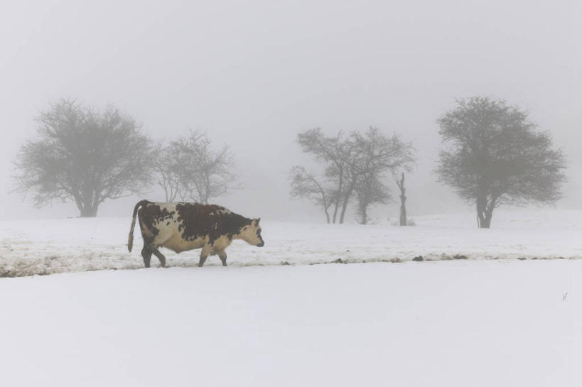 无人,站,横图,室外,白天,侧面,旅游,度假,美景,雪,植物,雾,大雪,牛,法国,欧洲,阴影,朦胧,模糊,反射,影子,积雪,景观,雪景,冬季,冬天,注视,娱乐,树,树木,一只,绿色,自然,动物,观察,看,站着,享受,休闲,家畜,景色,放松,寒冷,牲畜,生长,成长,观看,迷雾,察看,西欧,关注,法兰西,自然风光,法兰西共和国,法兰西第五共和国,严寒,下诺曼底,下诺曼底大区,芒什省,大雾,站立,彩图,全身