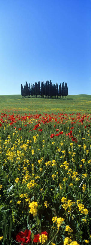无人,农田,竖图,室外,白天,正面,旅游,度假,庄稼,农作物,草地,草坪,花海,花圃,美景,树林,植物,罂粟,叶子,意大利,欧洲,许多,阴影,盛开,光线,影子,景观,草药,很多,花蕾,娱乐,中药,草,花,花瓣,花朵,花卉,鲜花,树,树木,黄色,红色,蓝色,绿色,蓝天,天空,阳光,自然,花丛,花束,花田,天,花苞,花蕊,享受,休闲,景色,放松,生长,晴朗,成长,毒品,托斯卡纳,锡耶纳,南欧,自然风光,药材,中草药,中药材,本草,万里无云,意大利共和国,止痛,镇静,安眠,托斯卡纳大区,晴空,晴空万里,罂粟花,米囊花,彩图,耕地,庄稼田,阿米亚塔山,奥尔恰谷