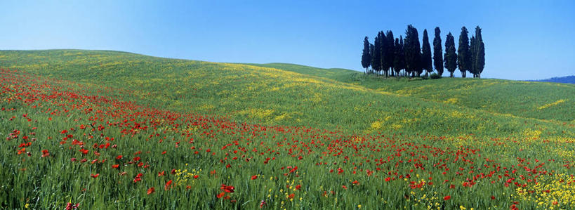 无人,农田,横图,全景,室外,白天,正面,旅游,度假,庄稼,农作物,小麦,草地,草坪,花海,花圃,美景,树林,天际线,植物,罂粟,叶子,意大利,欧洲,许多,阴影,盛开,光线,影子,景观,云,云朵,谷物,草药,很多,麦田,花蕾,云彩,娱乐,中药,草,花,花瓣,花朵,花卉,鲜花,树,树木,黄色,红色,蓝色,绿色,白云,蓝天,天空,阳光,自然,花丛,花束,花田,天,花苞,花蕊,享受,休闲,景色,放松,麦子,生长,晴朗,成长,毒品,托斯卡纳,锡耶纳,南欧,自然风光,药材,中草药,中药材,本草,意大利共和国,止痛,镇静,安眠,托斯卡纳大区,晴空,罂粟花,米囊花,彩图,耕地,庄稼田,阿米亚塔山,奥尔恰谷