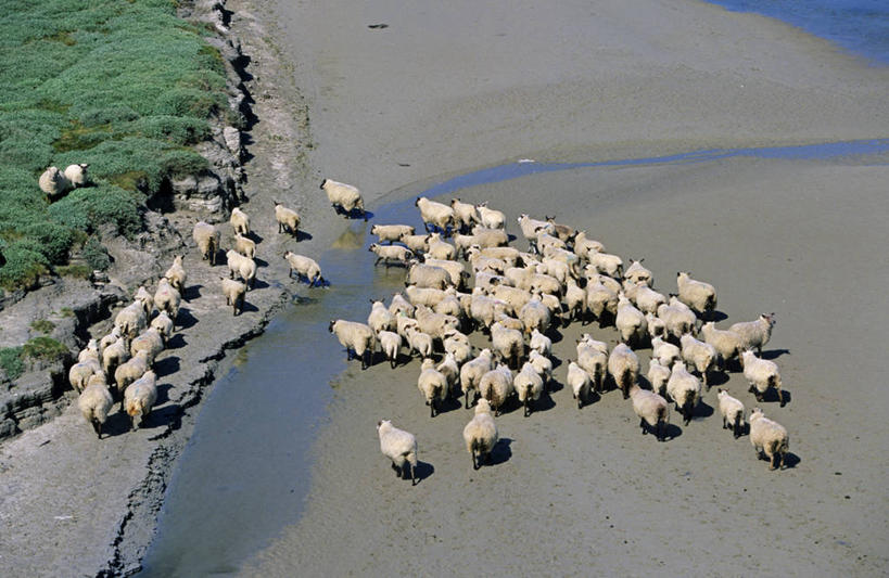 无人,站,横图,俯视,航拍,室外,白天,旅游,度假,草地,草坪,美景,沙滩,植物,羊,法国,欧洲,一群,许多,阴影,光线,沙子,影子,河岸,河滩,景观,沙地,很多,娱乐,草,绿色,阳光,自然,动物,站着,享受,休闲,家畜,景色,放松,牲畜,西欧,鸟瞰,法兰西,自然风光,法兰西共和国,法兰西第五共和国,下诺曼底,下诺曼底大区,芒什省,绵羊,站立,彩图,高角度拍摄,全身,科唐坦半岛