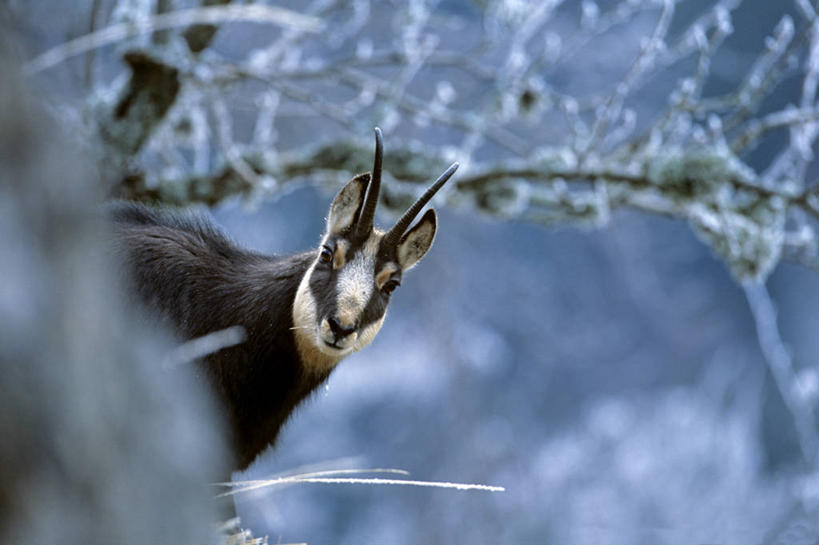无人,站,横图,室外,白天,正面,美景,植物,野生动物,羊,法国,欧洲,吊挂,悬挂,阴影,朦胧,模糊,清澈,光线,羚羊,影子,景观,枝条,挂,霜,注视,树,树木,树枝,一只,绿色,阳光,自然,动物,观察,看,站着,景色,寒冷,可爱,活泼,生长,成长,观看,察看,冰冷,西欧,关注,法兰西,自然风光,法兰西共和国,法兰西第五共和国,严寒,冰凉,酷寒,凛冽,凛凛,极冷,虬枝,枝杈,清亮,洛林,洛林大区,岩羚,站立,半身,彩图
