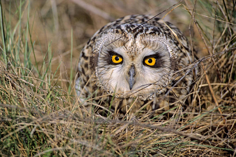 头,无人,横图,室外,特写,白天,正面,美景,植物,猫头鹰,鸟,野生动物,法国,欧洲,枯萎,朦胧,模糊,鸟类,景观,枯草,注视,草,一只,黄色,自然,动物,观察,看,景色,观看,察看,西欧,关注,法兰西,自然风光,凶猛,短耳鸮,法兰西共和国,卢瓦尔河地区,法兰西第五共和国,卢瓦尔,卢瓦尔大区,卢瓦尔河大区,曼恩.卢瓦尔省,短耳猫头鹰,小耳木兔,残暴,凶残,头部,鸮,枭,半身,彩图