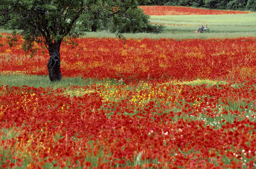 无人,横图,室外,白天,正面,旅游,度假,草地,草坪,花海,花圃,美景,植物,罂粟,叶子,法国,欧洲,阴影,盛开,光线,影子,景观,草药,花蕾,娱乐,中药,草,花,花瓣,花朵,花卉,鲜花,树,树木,黄色,红色,绿色,阳光,自然,花丛,花束,花田,花苞,花蕊,享受,休闲,景色,放松,生长,成长,毒品,西欧,法兰西,自然风光,药材,中草药,艾克斯,中药材,本草,法兰西共和国,止痛,镇静,安眠,法兰西第五共和国,普罗旺斯.阿尔卑斯.蓝色海岸,普罗旺斯.阿尔卑斯.蓝色海岸大区,罗讷河口省,罗讷河口,罂粟花,米囊花,彩图,普罗旺斯地区艾克斯