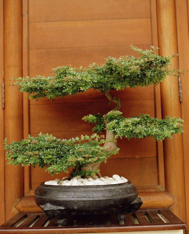 无人,竖图,室内,白天,正面,石头,植物,花盆,装饰,瓷器,盆栽,石子,陶瓷,盆景,陶瓷制品,树,树木,绿色,自然,鹅卵石,生长,成长,华丽,修饰,点缀,按摩石,衬托,美观,雅致,雅观,磁器,石块,彩图