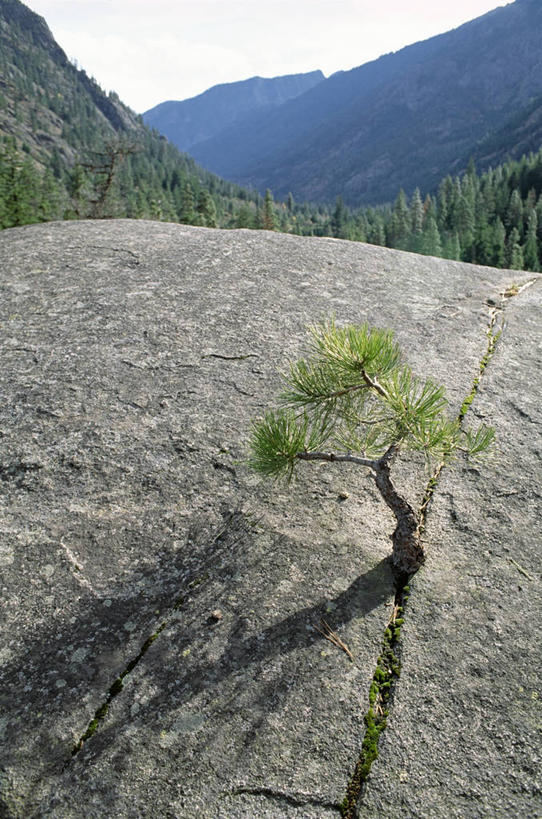 无人,竖图,室外,白天,正面,旅游,度假,石头,美景,森林,山,山脉,树林,植物,华盛顿,美国,阴影,光线,石子,影子,景观,山顶,山峰,山峦,娱乐,树,树木,蓝色,绿色,蓝天,天空,阳光,自然,群山,天,享受,休闲,景色,放松,生长,晴朗,成长,北美,北美洲,自然风光,美洲,华盛顿州,西雅图,沉积岩,万里无云,常绿之州,常青州,北亚美利加洲,亚美利加洲,绿宝石城,翡翠之城,雨城,常绿之城,阿拉斯加门户,女王之城,喷气机之城,常青城,颠峰,极峰,利文沃斯,水成岩,石块,岩石,晴空,晴空万里,彩图