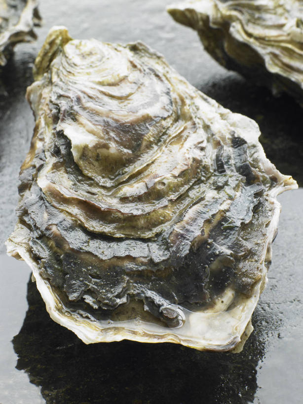 海鲜,无人,竖图,俯视,室内,特写,白天,餐桌,桌子,阴影,光线,影子,牡蛎,水产,海洋生物,一个,单个,餐台,生蚝,水生动物,海产品,水生物,海底动物,彩图,高角度拍摄,全身