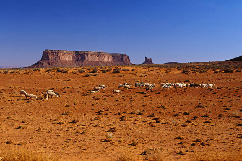 无人,横图,室外,白天,美国,地平线,辽阔,地面,自然,广阔,家畜,摄影,一望无际,环境,亚利桑那,北美,北美洲,延伸,美洲,亚利桑那州,万里无云,纪念碑山谷,纪念碑谷,纪念碑山谷公园,纪念谷,大峡谷之州,天地相交,北亚美利加洲,亚美利加洲,纪念碑谷纳瓦霍部落公园,无边无际,一马平川,岩石,绵羊,彩图,美利坚合众国