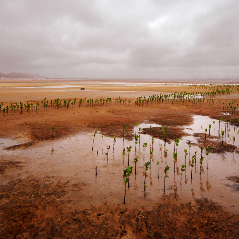 无人,竖图,室外,白天,植物,多云,香港,地平线,地形,乌云,辽阔,地面,自然灾害,天气,自然,广阔,摄影,生长,一望无际,泥,延伸,台风,天地相交,无边无际,一马平川,水坑,彩图