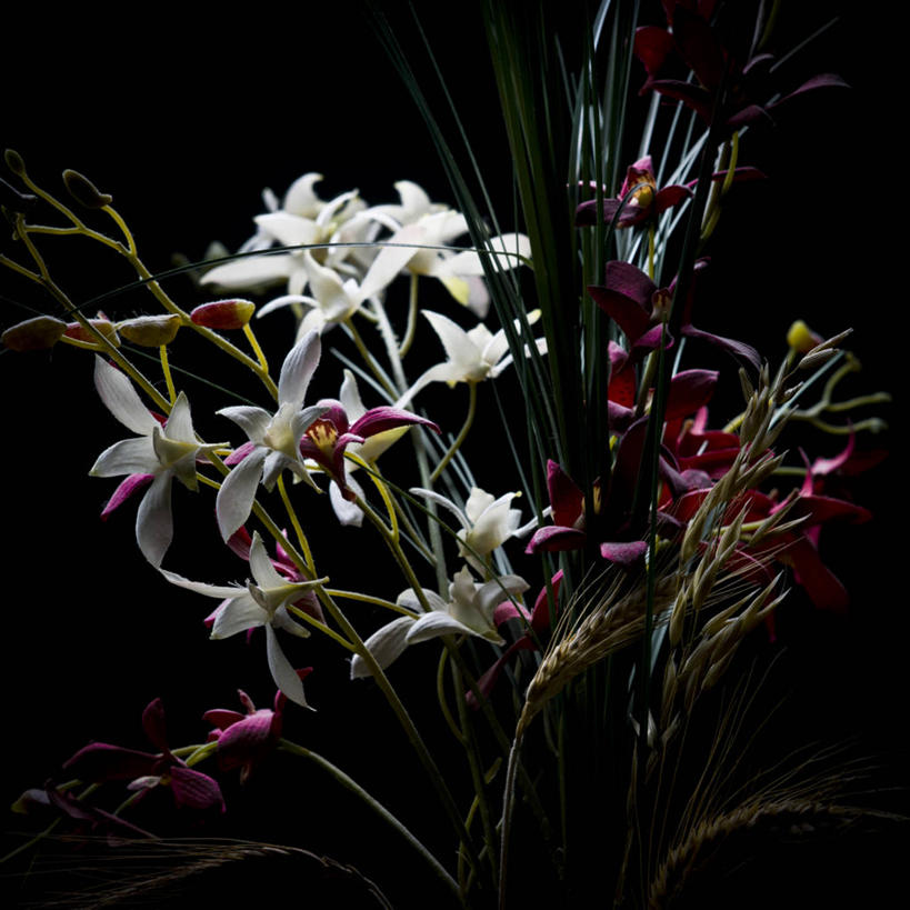 无人,方图,美景,静物,黑色背景,缠绕,景观,花,花瓣,自然,花束,景色,摄影,脆弱,自然风光,彩图,影棚拍摄,暗调