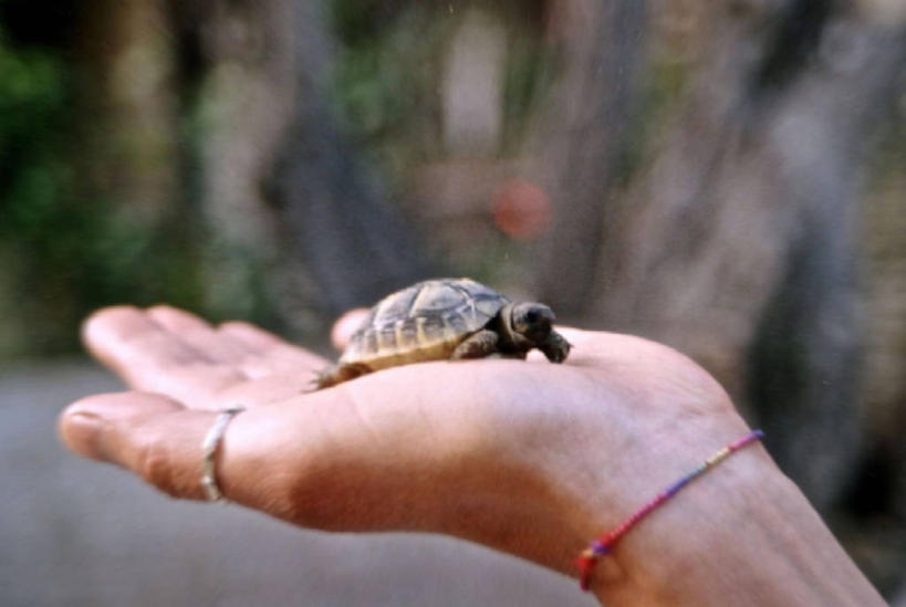 手,一个人,横图,室外,特写,白天,侧面,龟,野生动物,贝壳,意大利,小的,拿着,人体,摄影,部分,脆弱,威胁,比例,危险,海龟,彩图,弱点