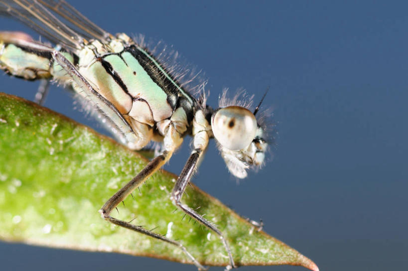 无人,坐,横图,室外,特写,野生动物,英国,拿着,草,摄影,豆娘,彩图