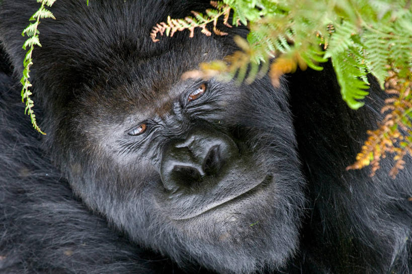 无人,横图,室外,特写,白天,卢旺达,思考,摄影,巨大,庞大,蕨类,大猩猩,肖像,宏大,硕大,伟大,高山大猩猩,彩图