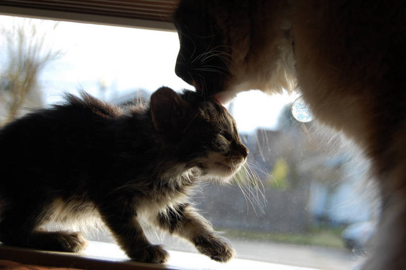 无人,横图,特写,白天,侧面,宠物,猫,小猫,灰色,动物,两只,舔,摄影,部分,卫生,关爱,斑纹猫,清洗,彩图,爱