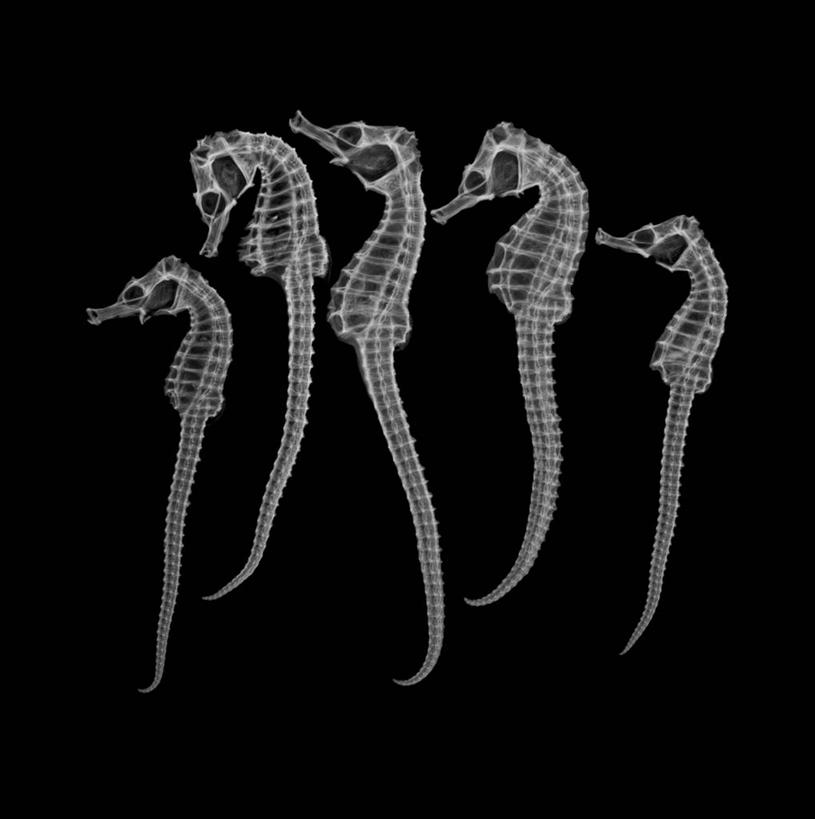无人,方图,黑白,x光片,野生动物,一排,黑色背景,整齐,辐射,科学,医学,排列,自然,摄影,五只,海马,医疗,科学技术,x射线,脆弱,队列,x光,影棚拍摄,电磁波,电磁辐射