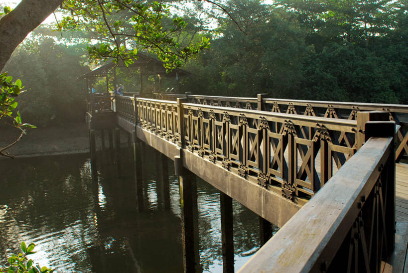 无人,横图,室外,白天,河流,新加坡,木制,桥,树,风景,摄影,人行桥,宁静,潘塔纳尔湿地,自然保护区,彩图