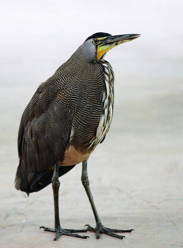 无人,站,竖图,室外,白天,野生动物,哥斯达黎加,摄影,北美,北美洲,美洲,北亚美利加洲,亚美利加洲,哥斯达黎加共和国,彩图