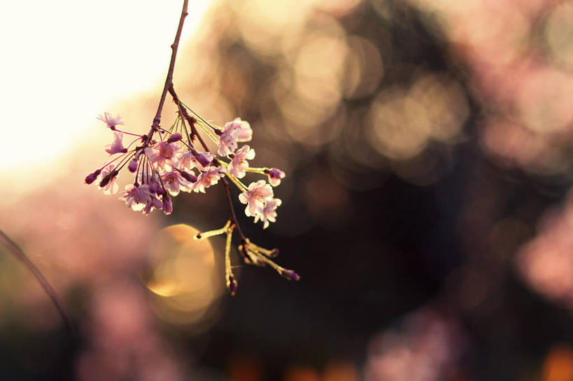 无人,横图,室外,特写,美景,日落,植物,东京,日光,日本,盛开,景观,果树,首都,花蕾,花,花瓣,花朵,鲜花,树,树木,粉色,绿色,自然,花苞,花蕊,景色,摄影,生长,成长,脆弱,自然风光,杏树,嫩枝,彩图