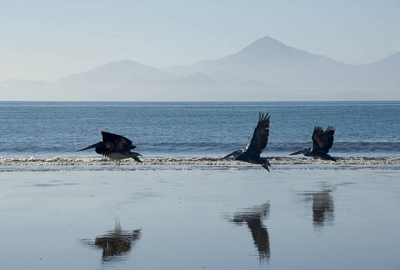 无人,横图,室外,白天,山,野生动物,智利,三只,反射,地形,飞,风景,摄影,剪影,海景,鹈鹕,拉塞雷纳,海滩,彩图